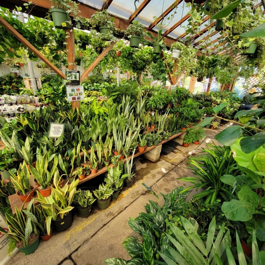 Green Thumb Nursery Newsletter Signup Green Thumb Nursery