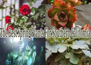 The top spring plants for southern California available at a nearby plant nursery.