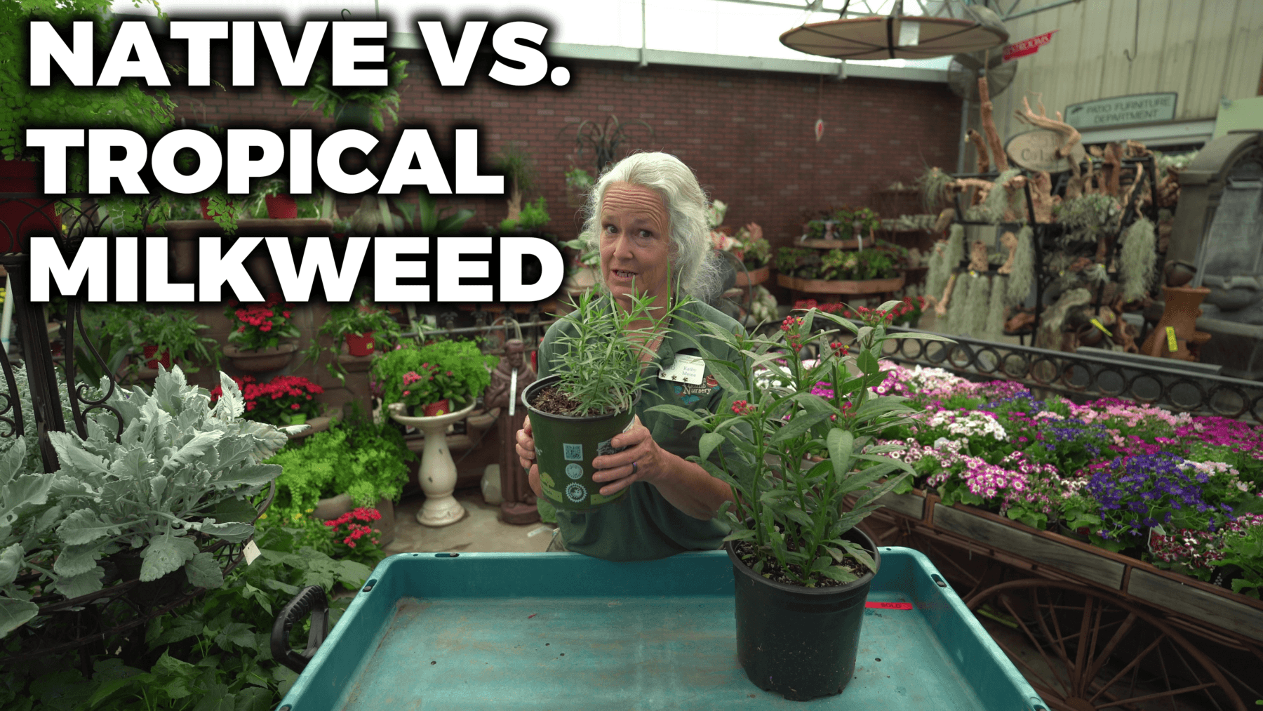 Comparison between native and tropical milkweed.