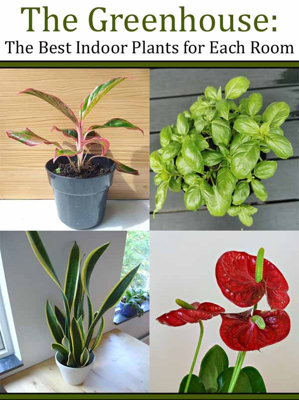 The greenhouse offers the best indoor plants for each room, conveniently located near a plant nursery.