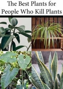 The best plant nursery for people who kill plants.