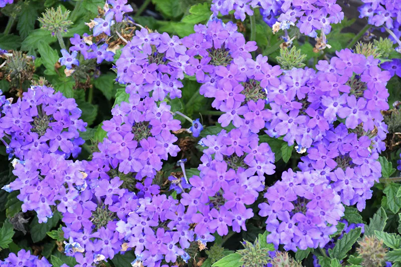verbena