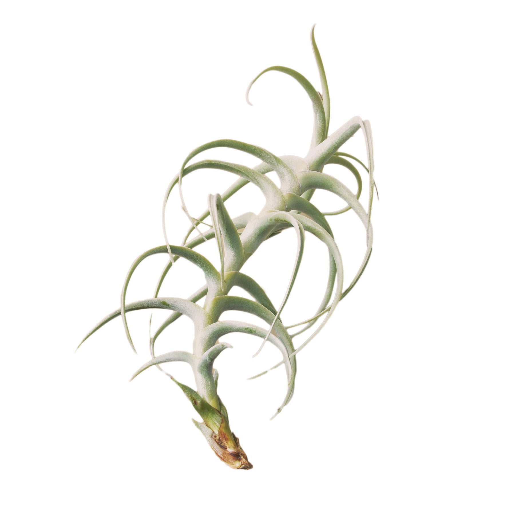 An air plant at a garden center on a white background.
