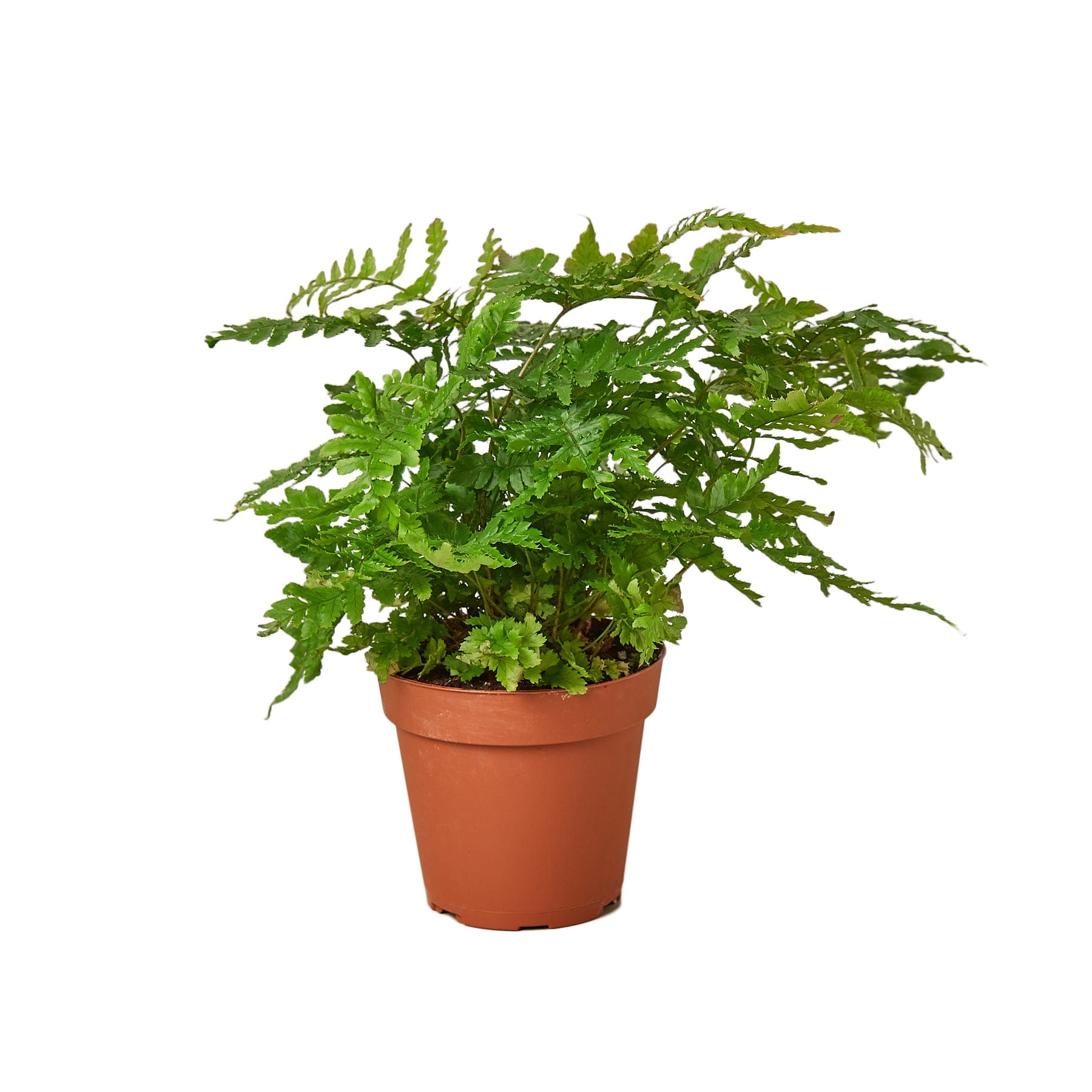 Plant nursery with ferns on a white background.