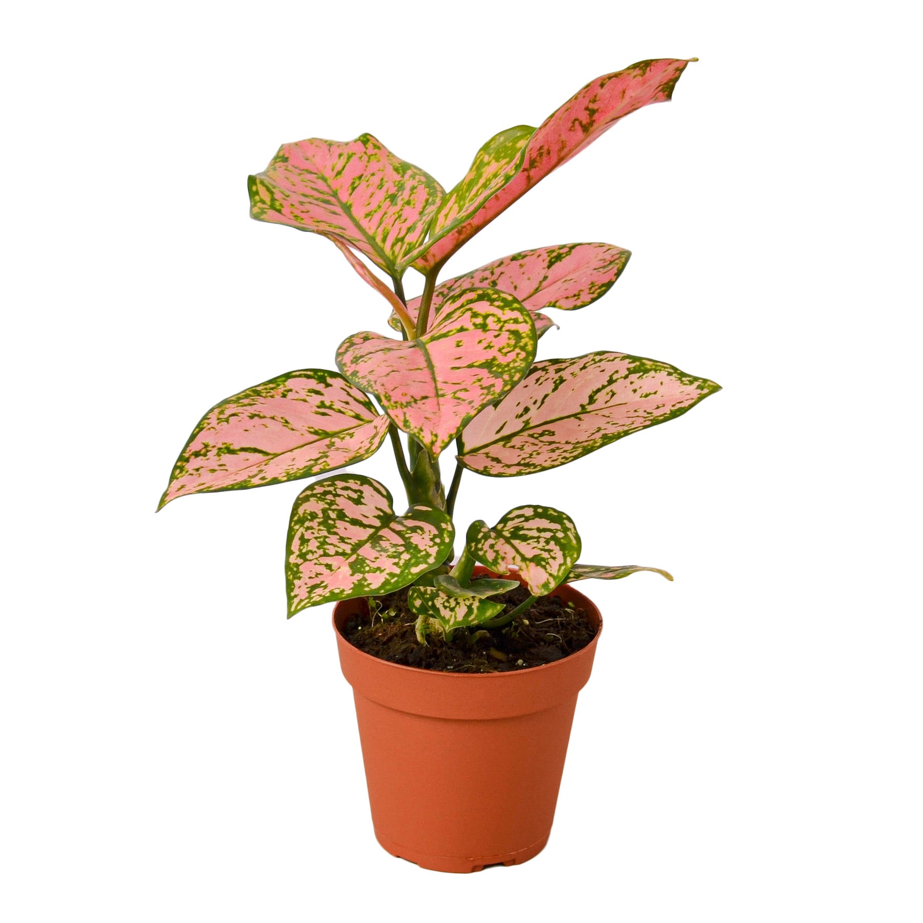 A vibrant pink and green plant in a pot on a clean white background, perfect for the best plant nursery near me.