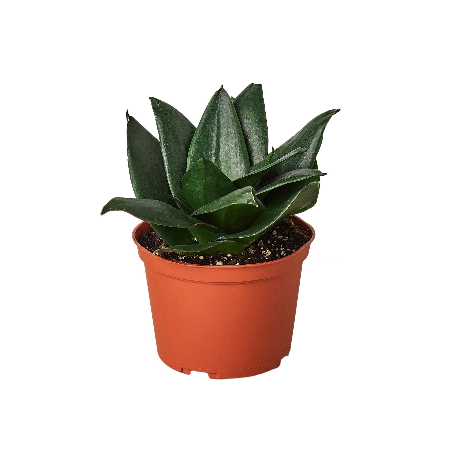 A red-potted plant on a white background in a nearby nursery.