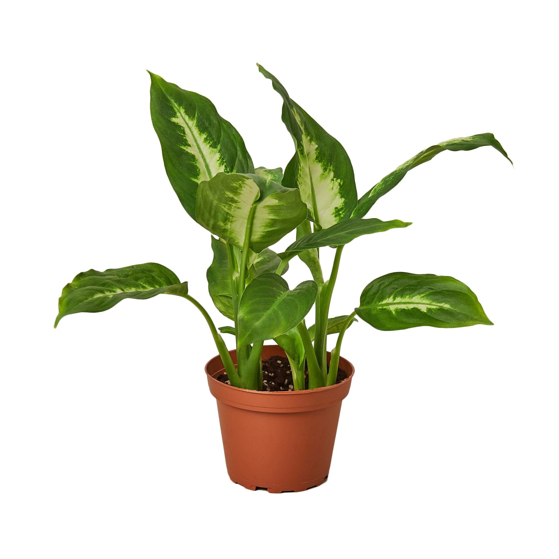 A potted plant on a white background at a top garden center near me.