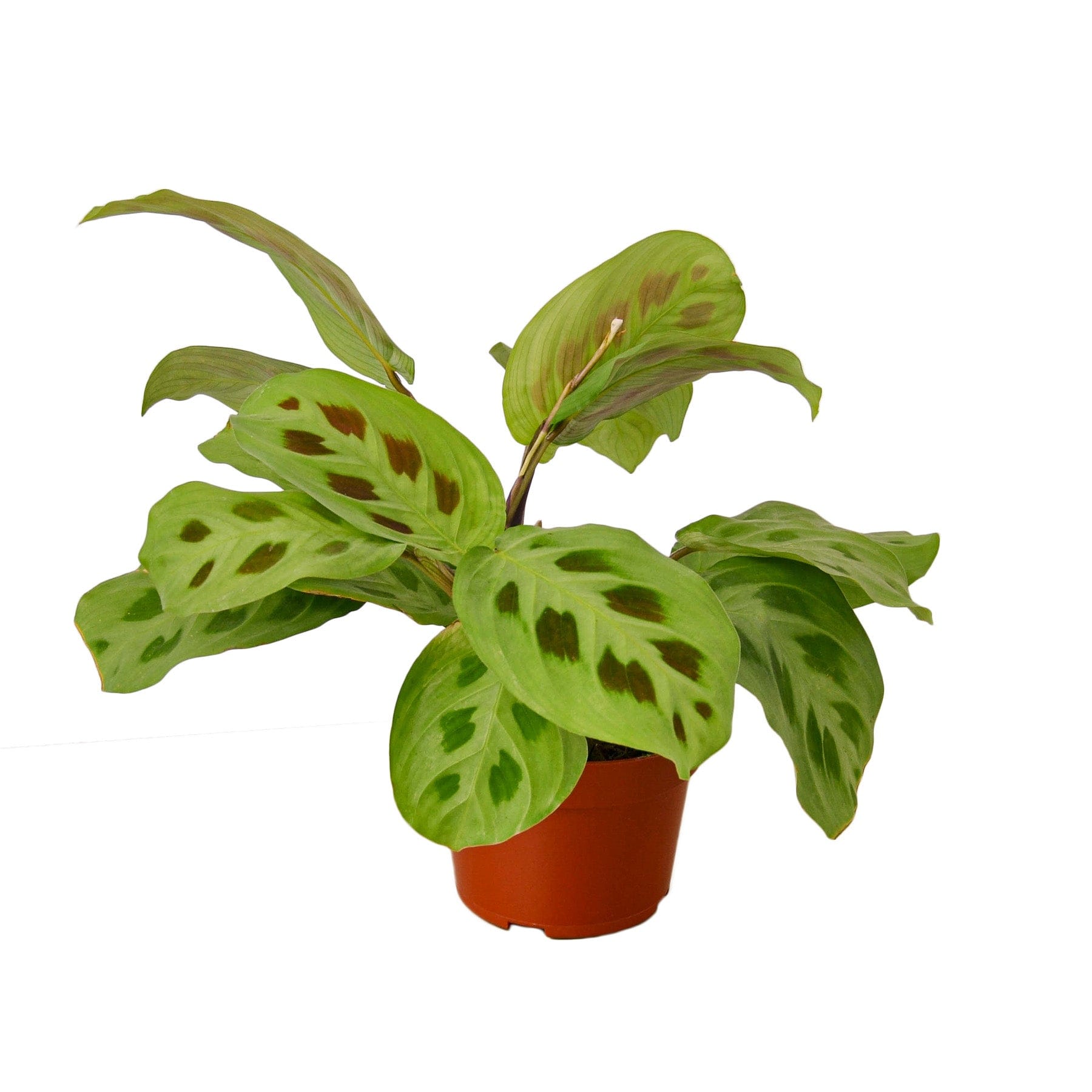 A plant with green leaves in a pot on a white background at one of the best plant nurseries near me.