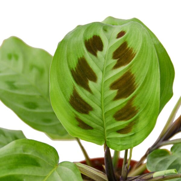 A green plant in a pot on a white background at one of the best garden nurseries near me.