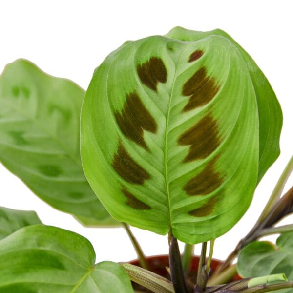 A green plant in a pot on a white background, available at one of the top plant nurseries near me.