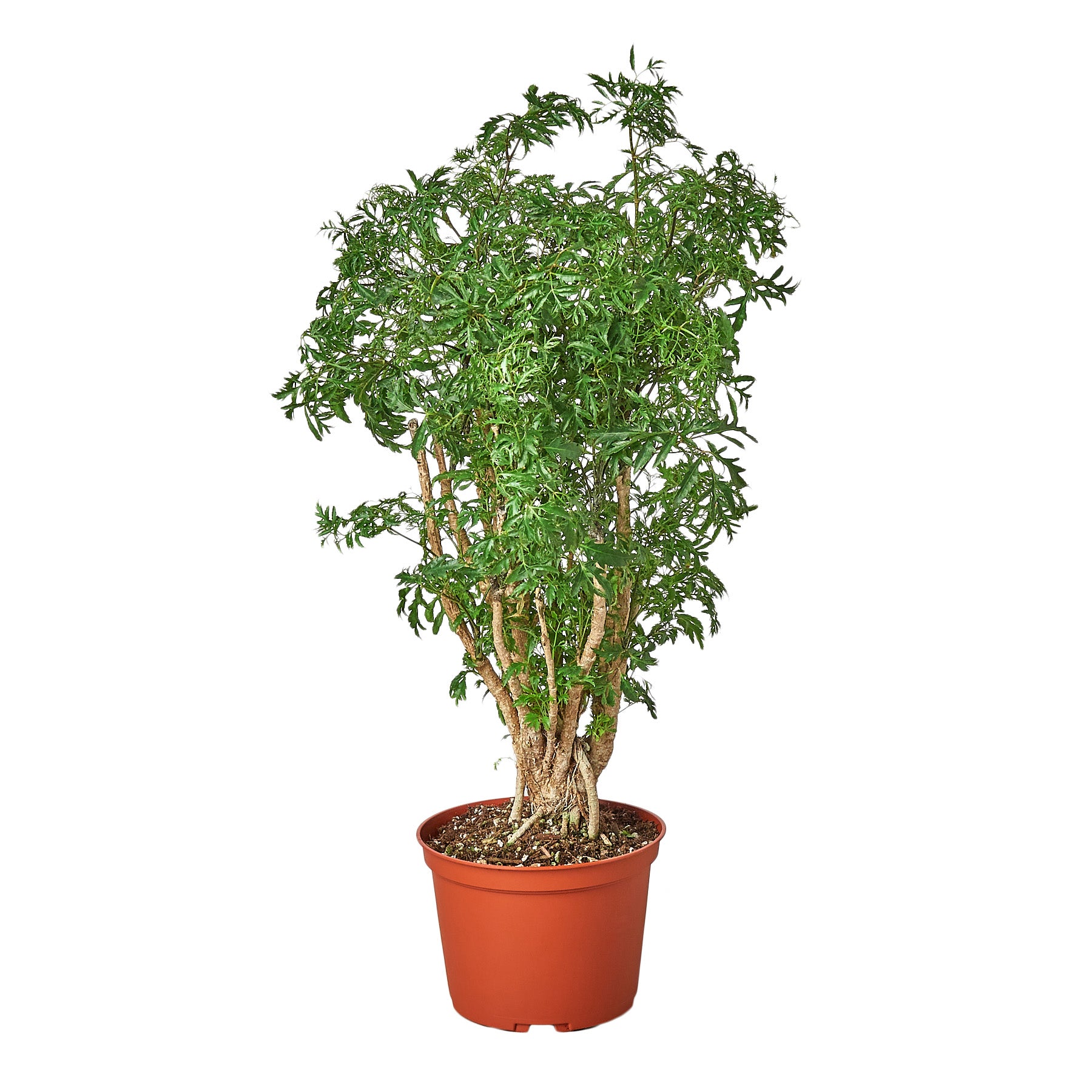 A small tree in a pot on a white background.
