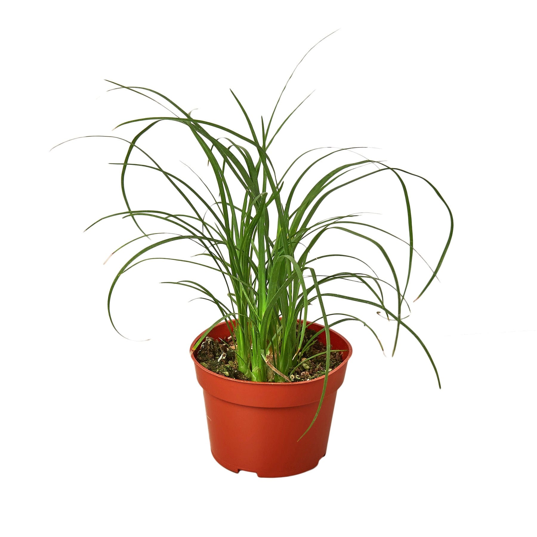 A small plant in a red pot showcased on a white background at a garden center near me.