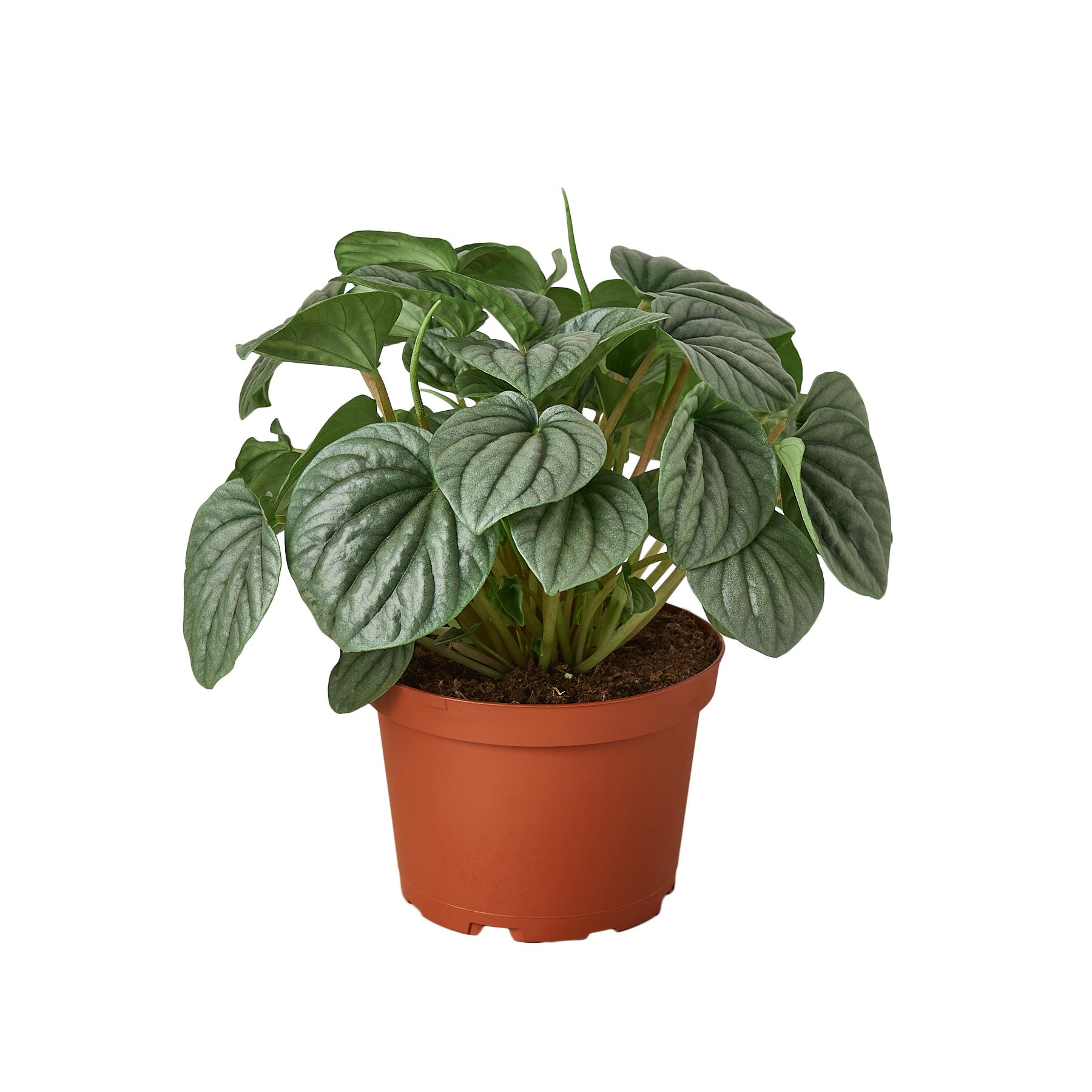 A plant in a brown pot on a white background found at a nearby garden center.