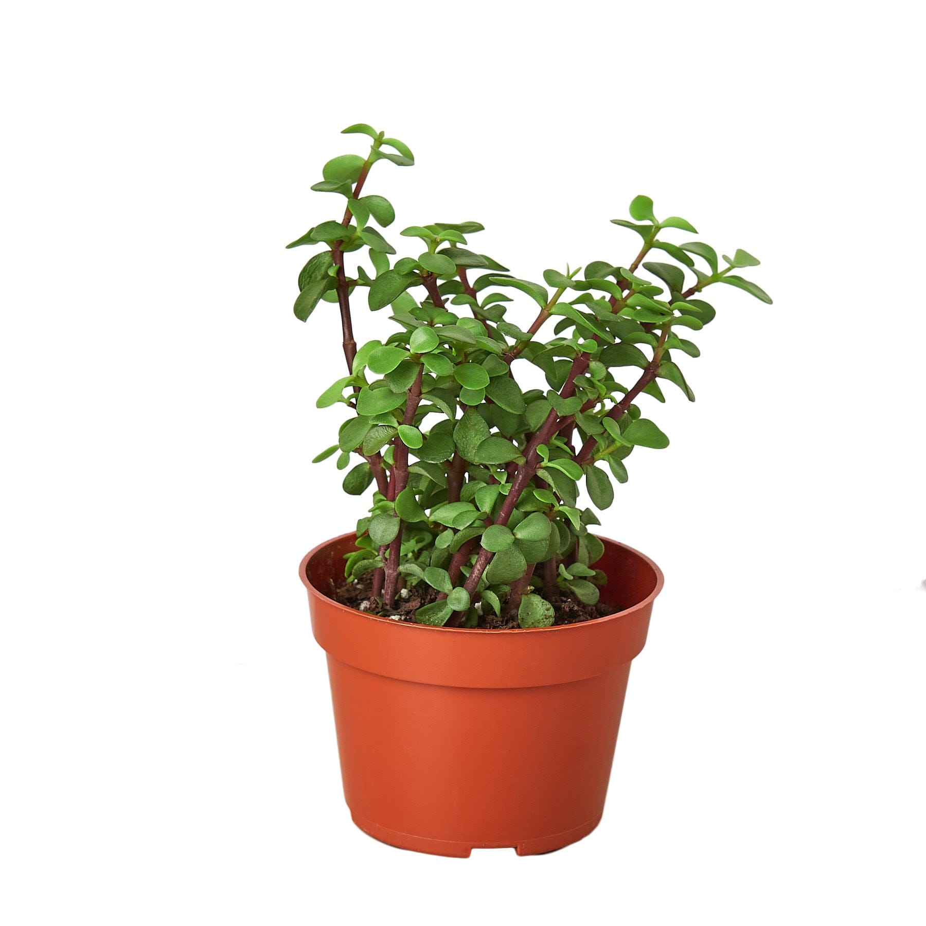 A small plant in a pot on a white background at a garden center near me.