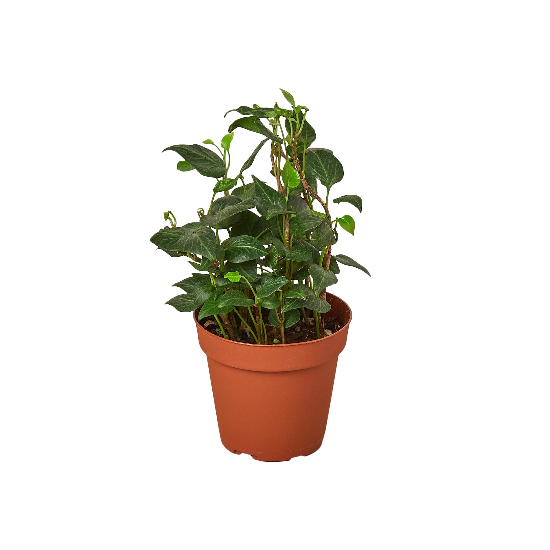 A small plant in a pot on a white background, perfect for the best garden nursery near me.