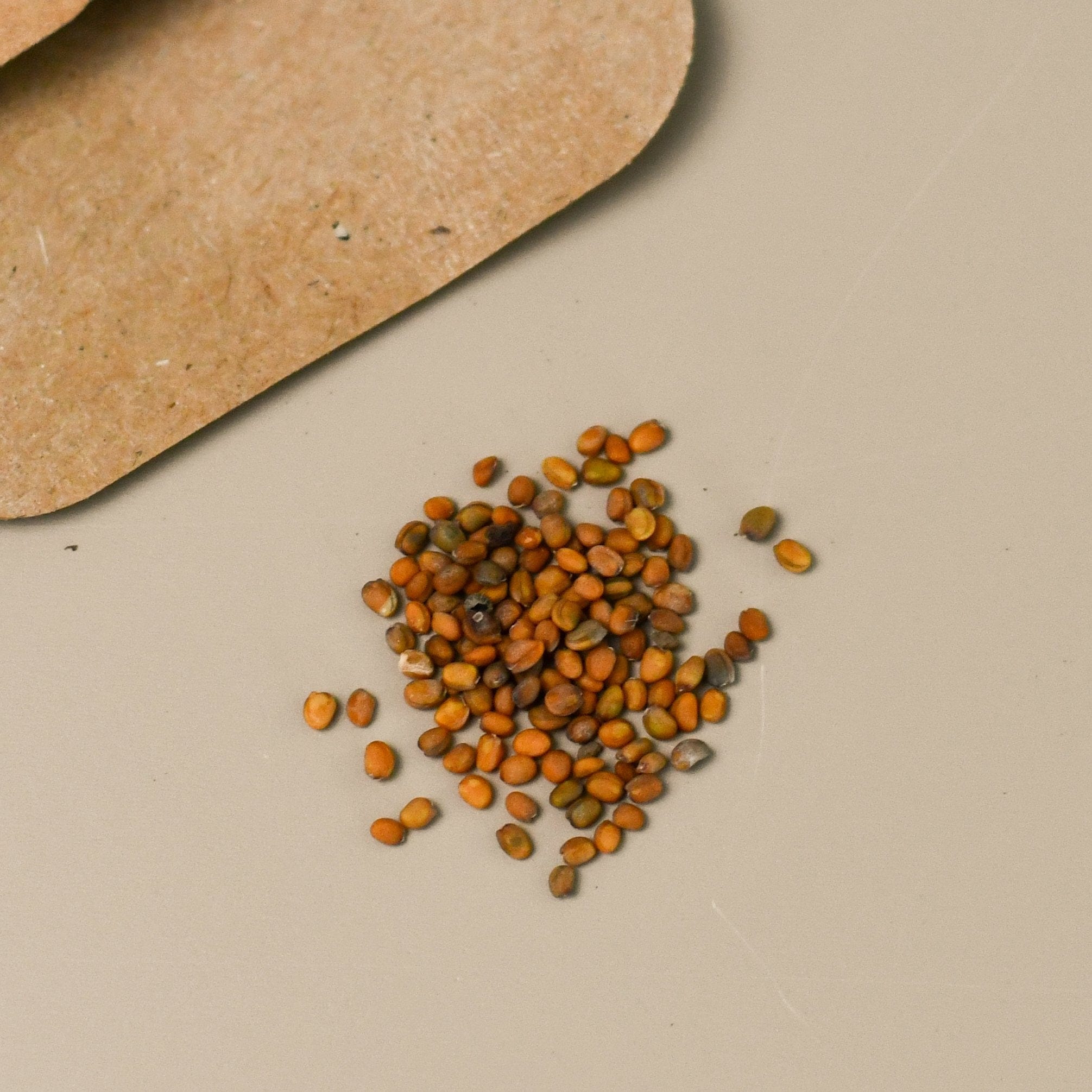 Fennel seeds in a brown paper bag at a garden center.