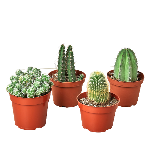 Three cactus plants in pots.