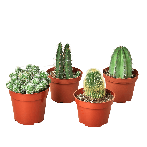 Three cactus plants in pots.