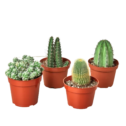 Three cactus plants in pots.