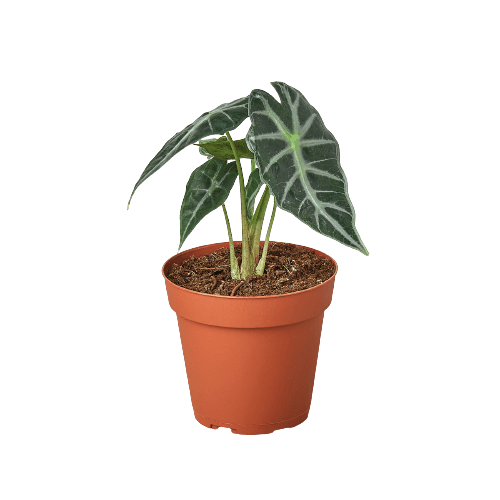 A top garden nursery near me showcasing a plant in a pot on a black background.