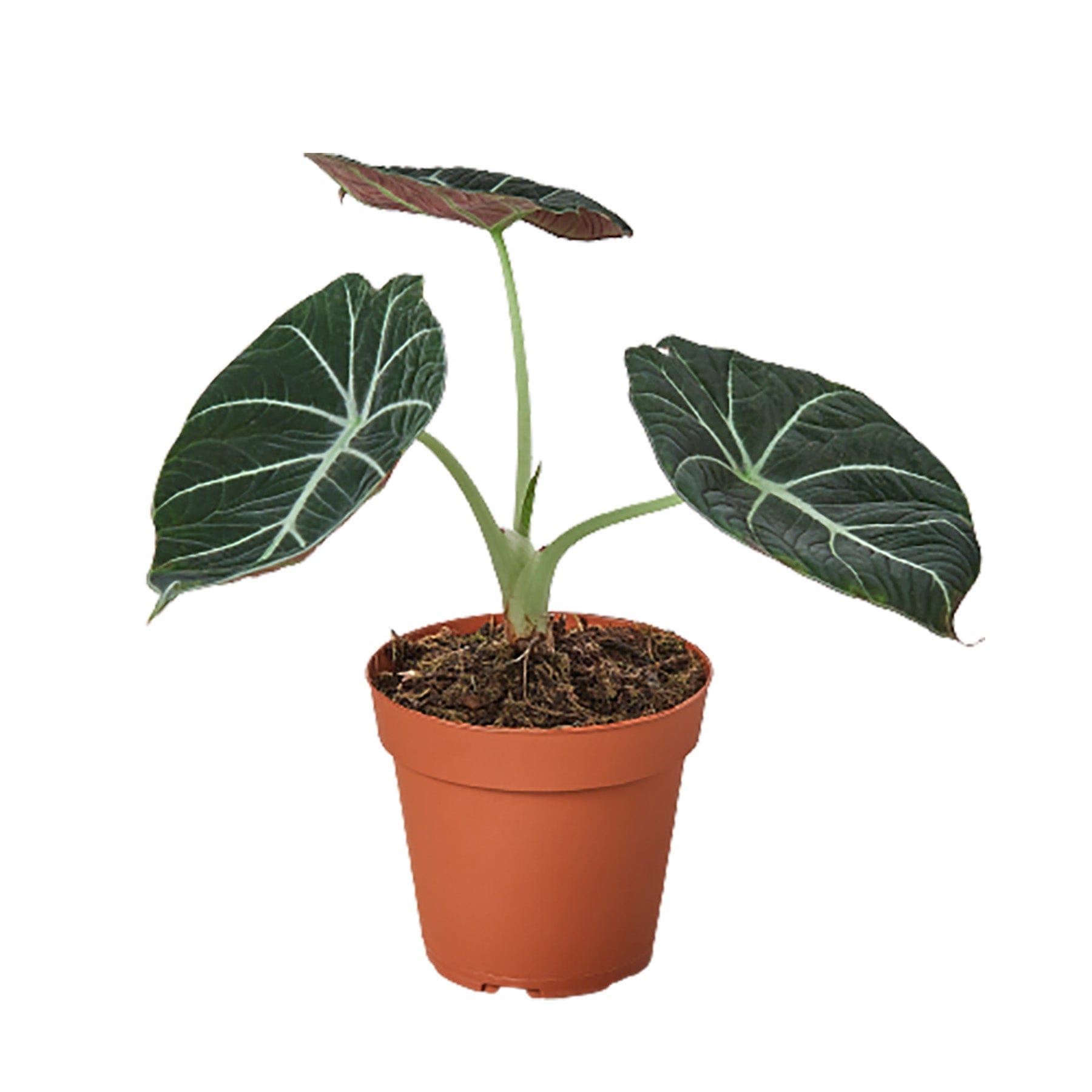 A plant in a brown pot on a white background at the best garden center near me.