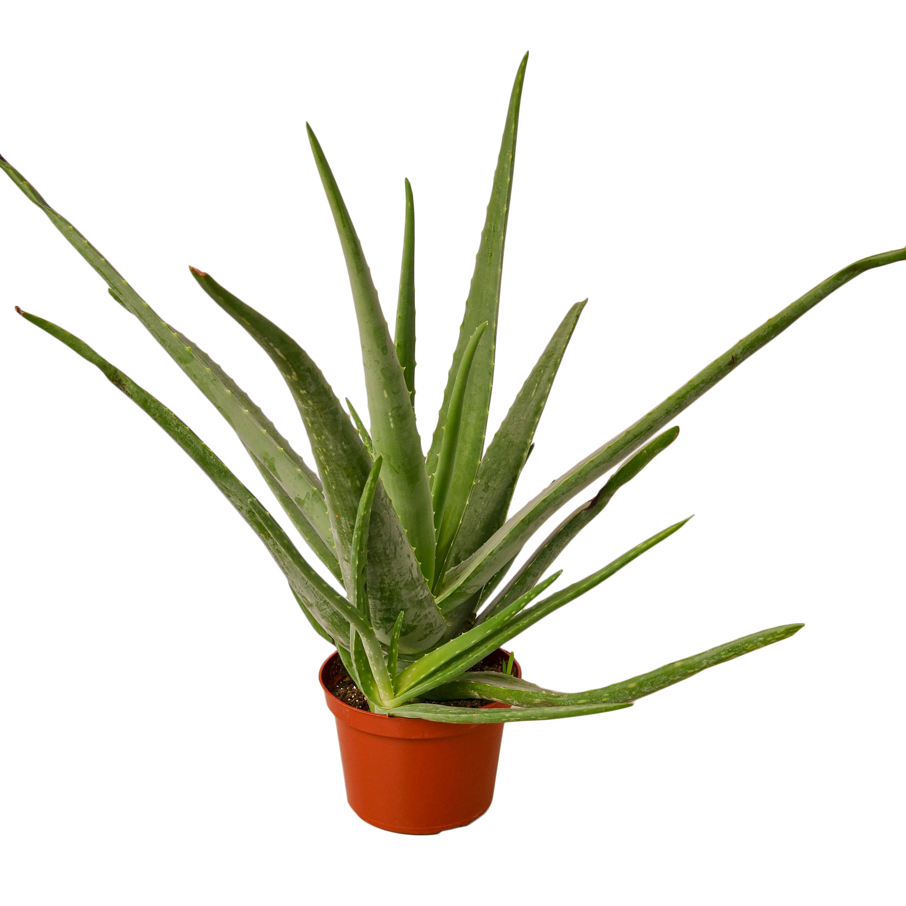 Aloe vera plant in a pot on a white background, available at the best garden nursery near me.