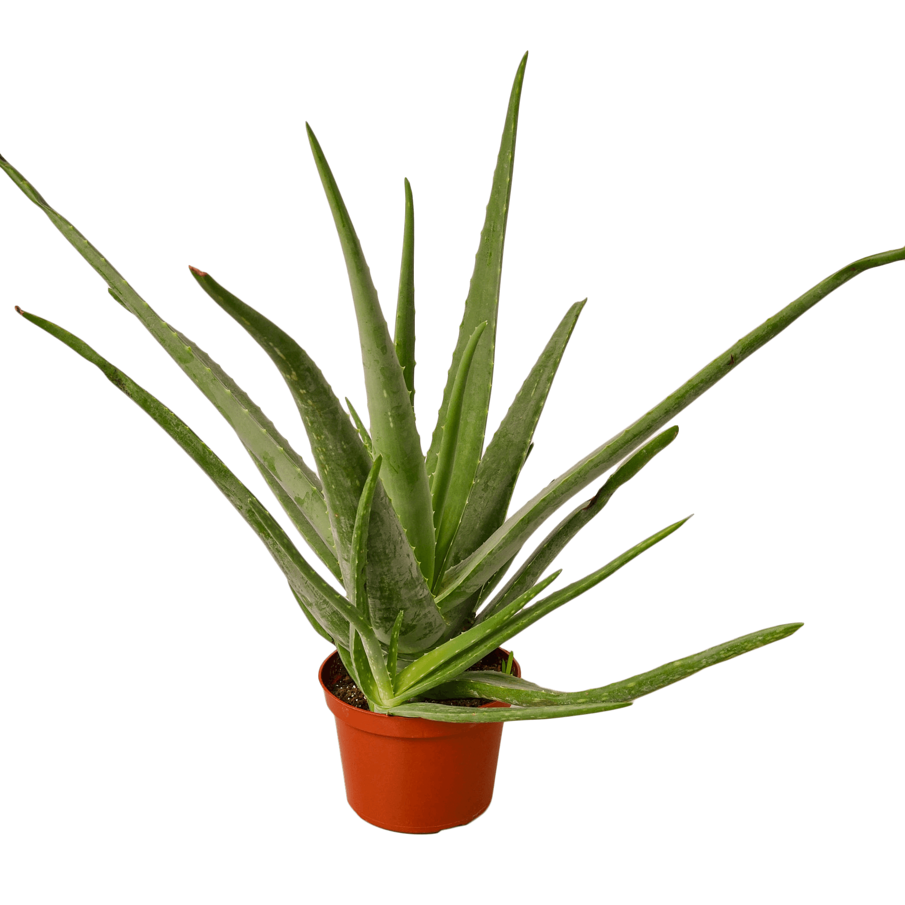 Aloe vera plant in a pot on a white background, available at the best garden nursery near me.