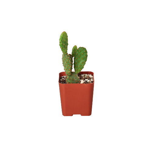 A cactus plant in a red pot on a black background, available at the best garden center near me.