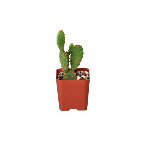 A cactus plant in a red pot on a black background, available at the best garden center near me.