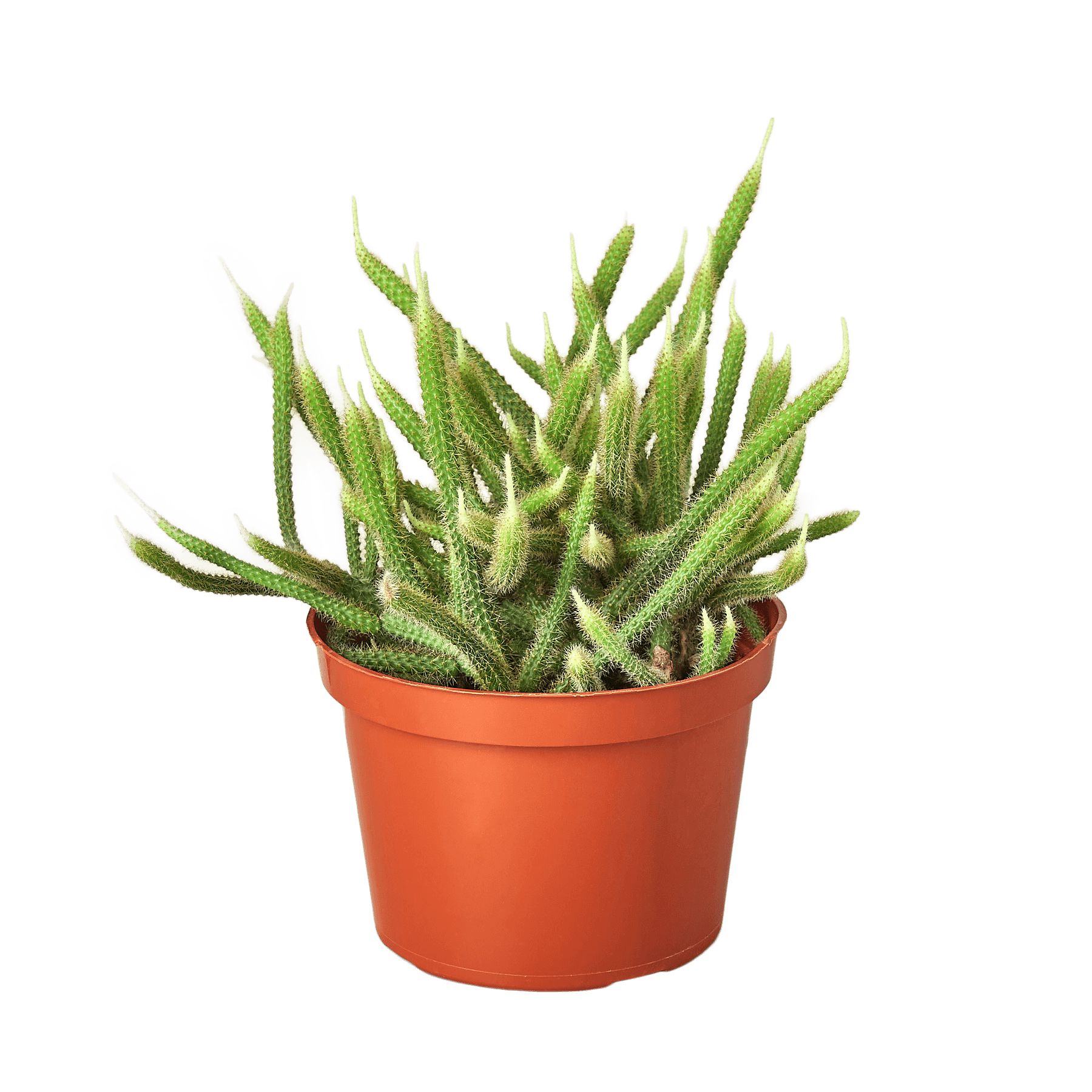 A potted aloe vera plant on a table in the best nursery near me.