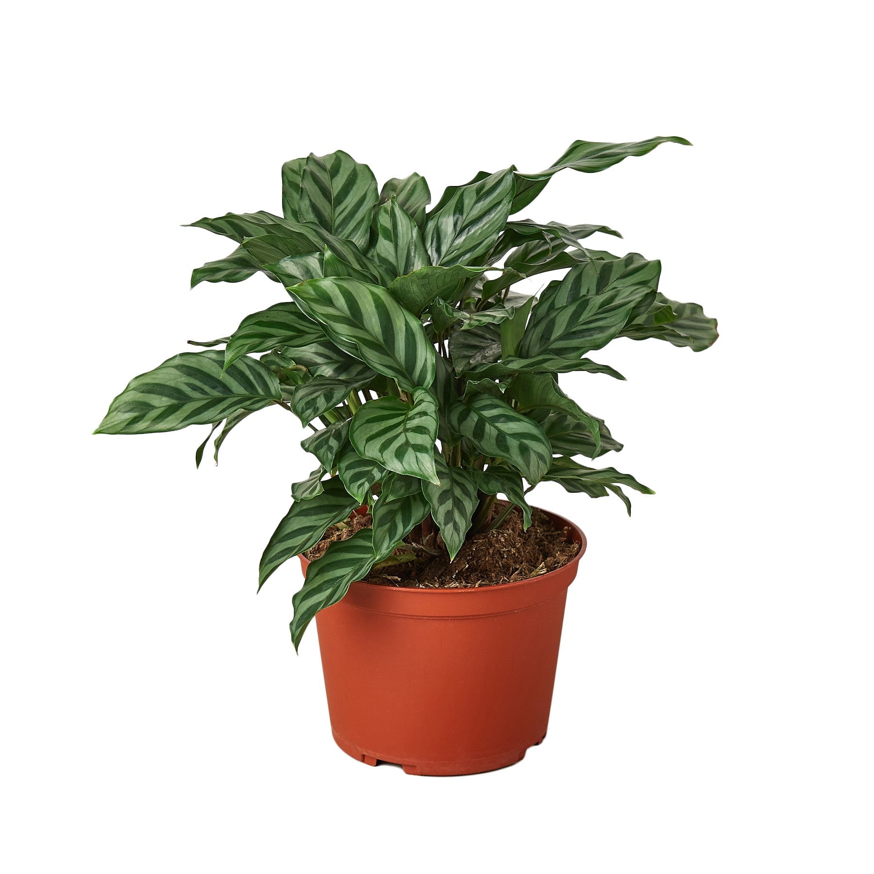 A potted plant with green leaves on a white background, available at the best garden nursery near me.