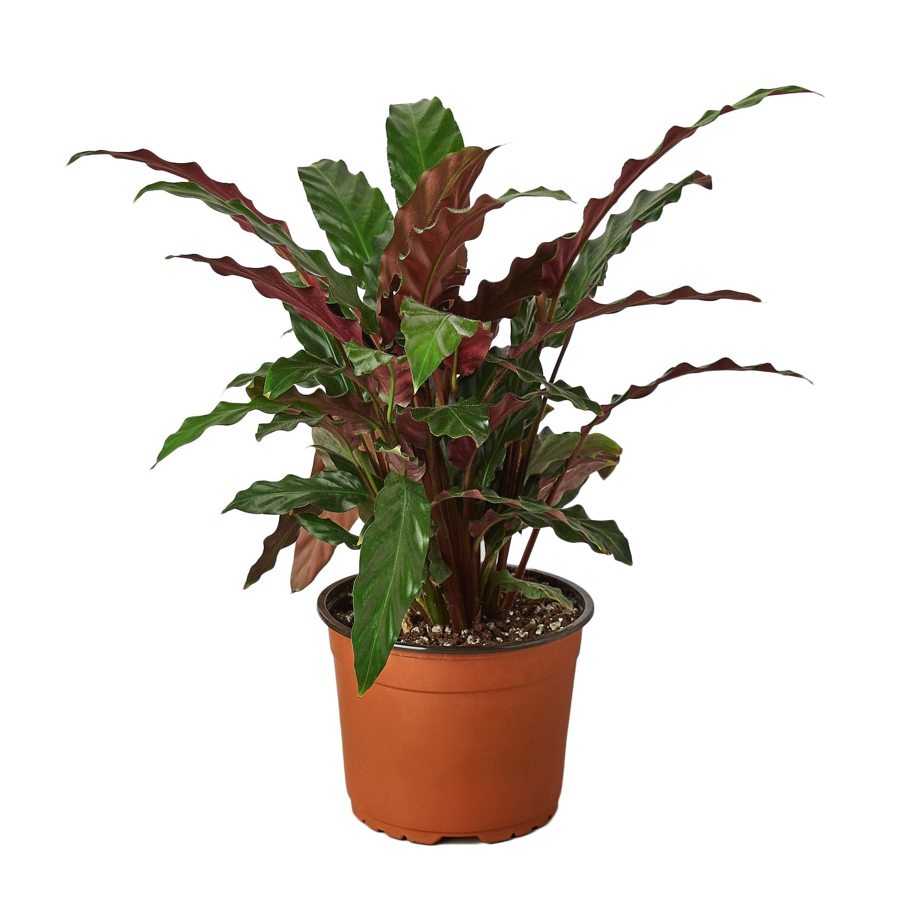 A vibrant plant in a brown pot with red leaves, available at the top garden centers near me.