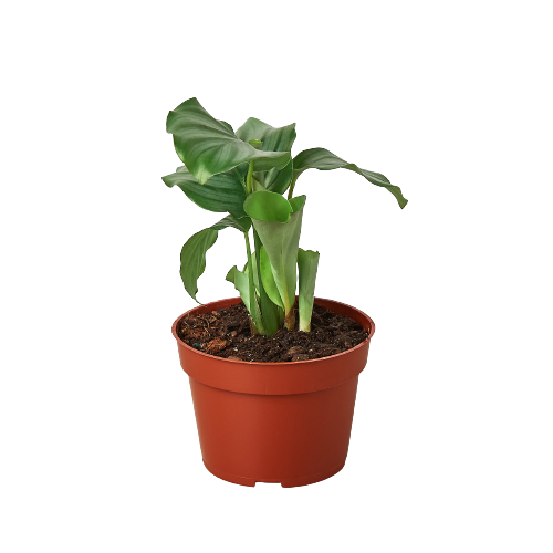 An exquisite plant in a pot on a black background.