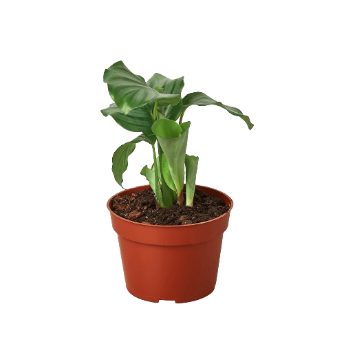 An exquisite plant in a pot on a black background.