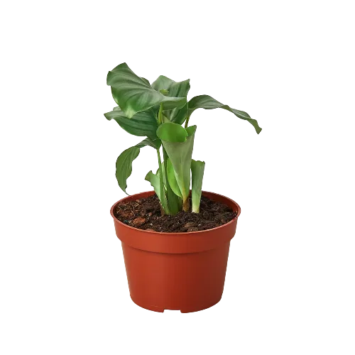 An exquisite plant in a pot on a black background.