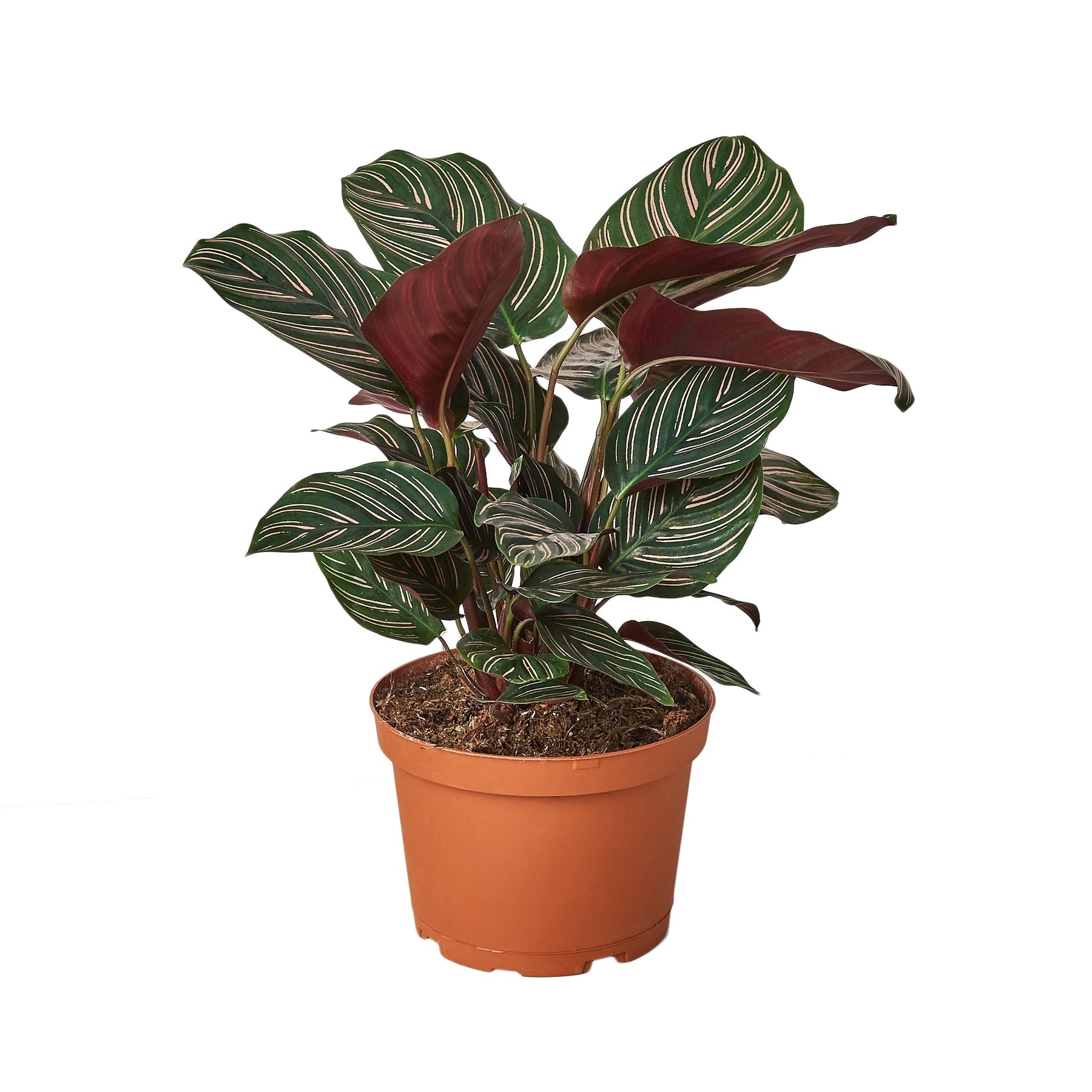 A vibrant plant with red leaves in a pot, showcased on a clean white background.