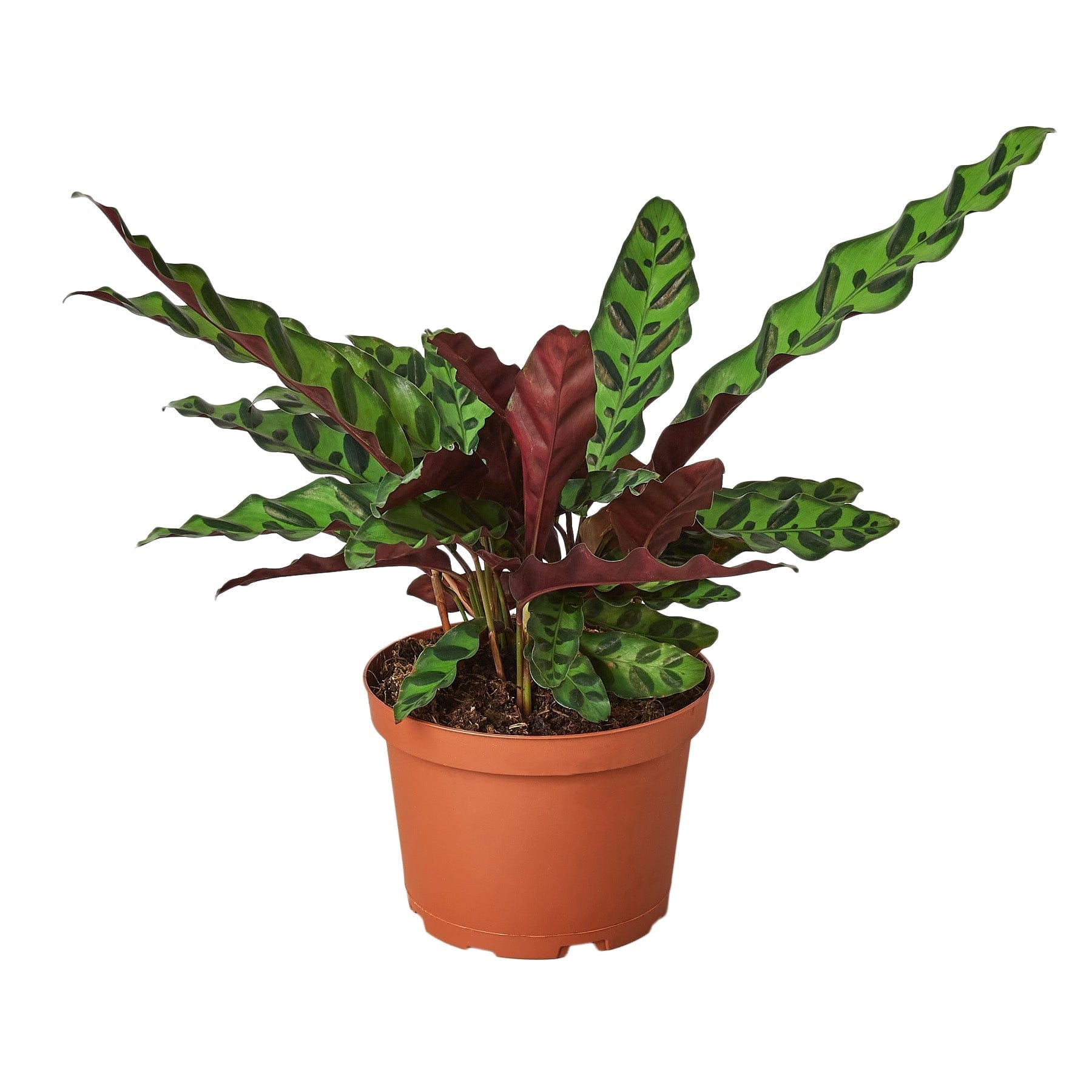 A vibrant plant in a pot on a white background.