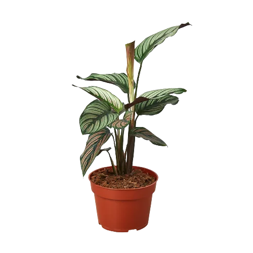 A plant in a pot on top garden centers near me a black background.