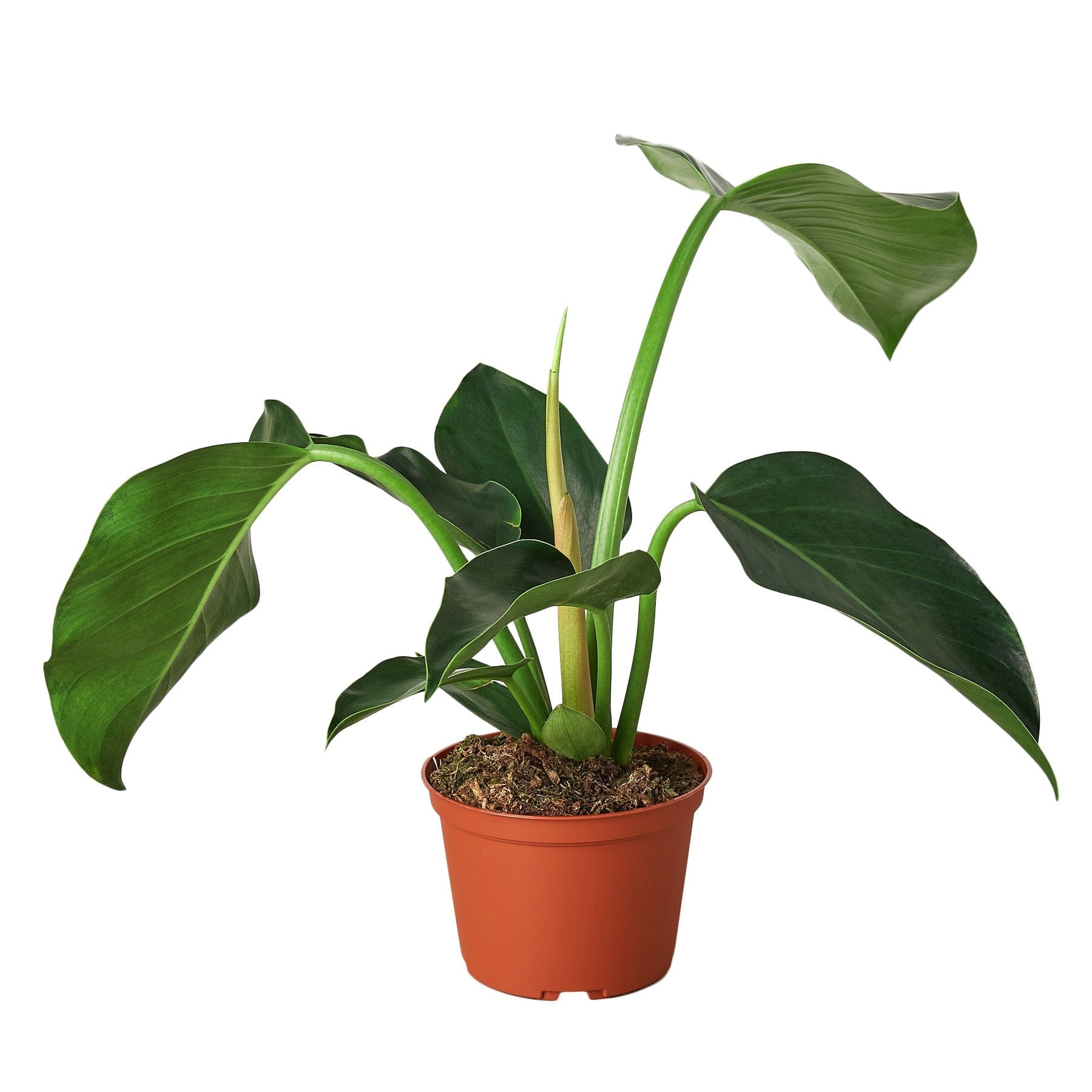 A plant in a pot on a white background at the best garden center near me.