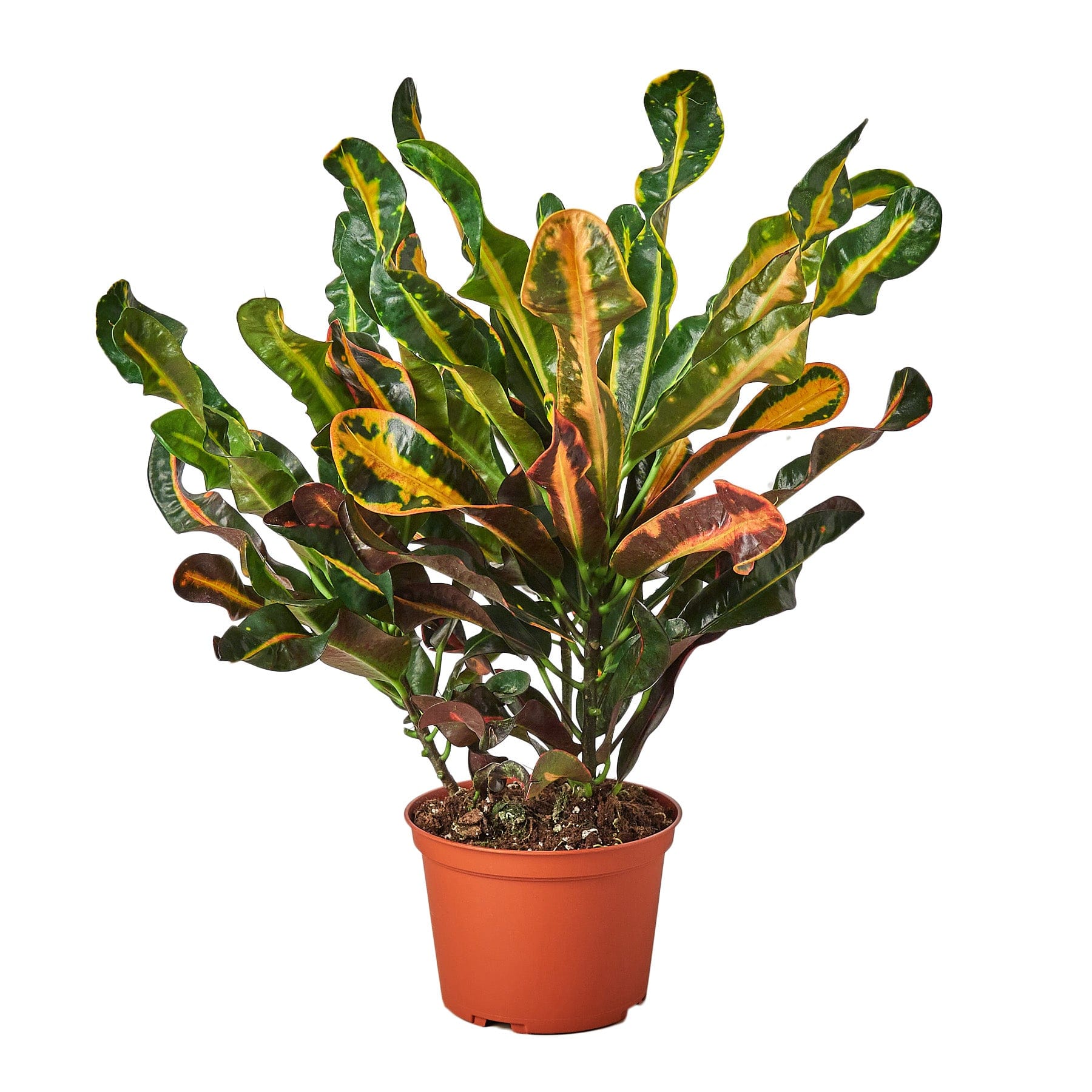 A plant with colorful leaves in a pot on a white background, sourced from one of the top plant nurseries near me.