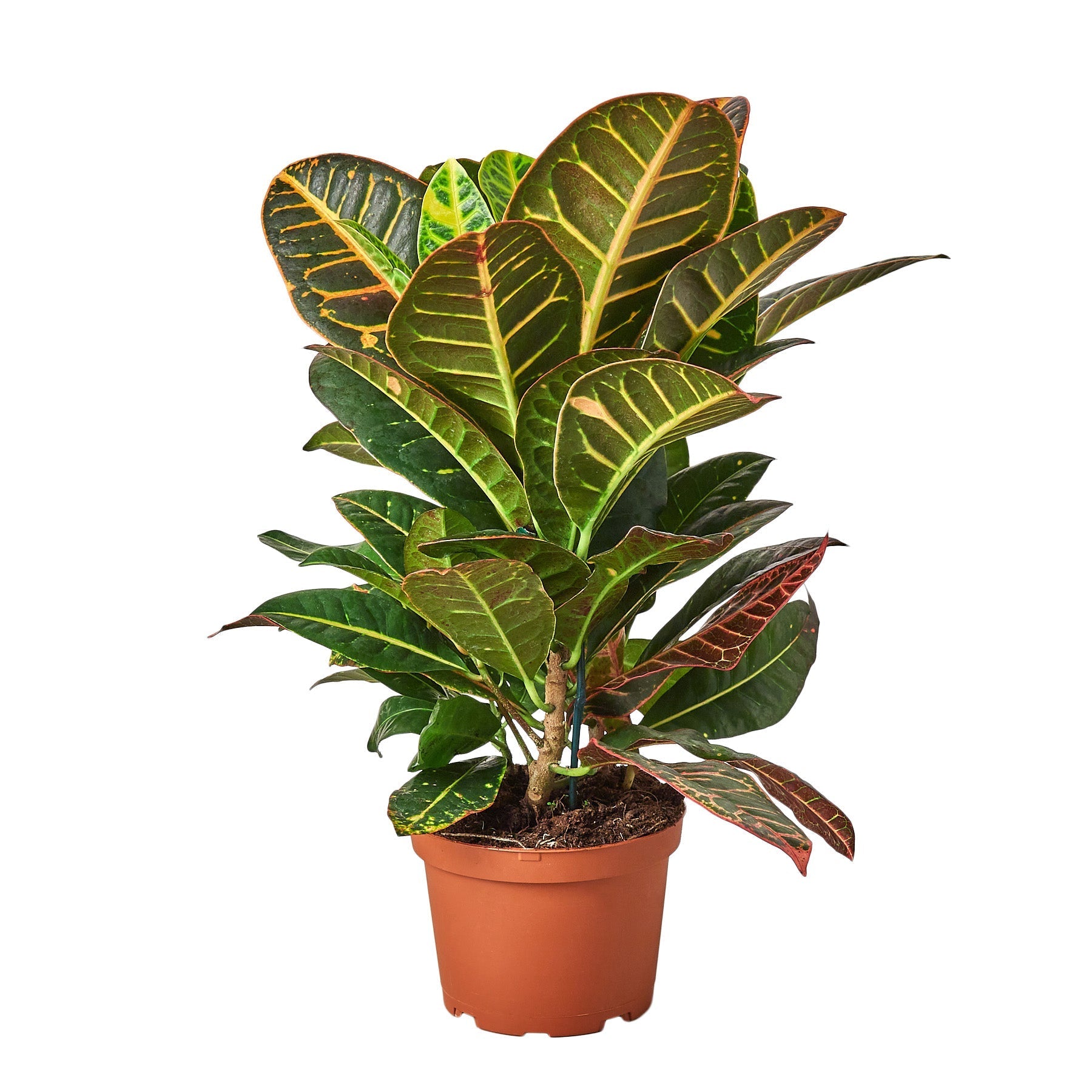A potted plant with colorful leaves on a white background available at the best garden center near me.