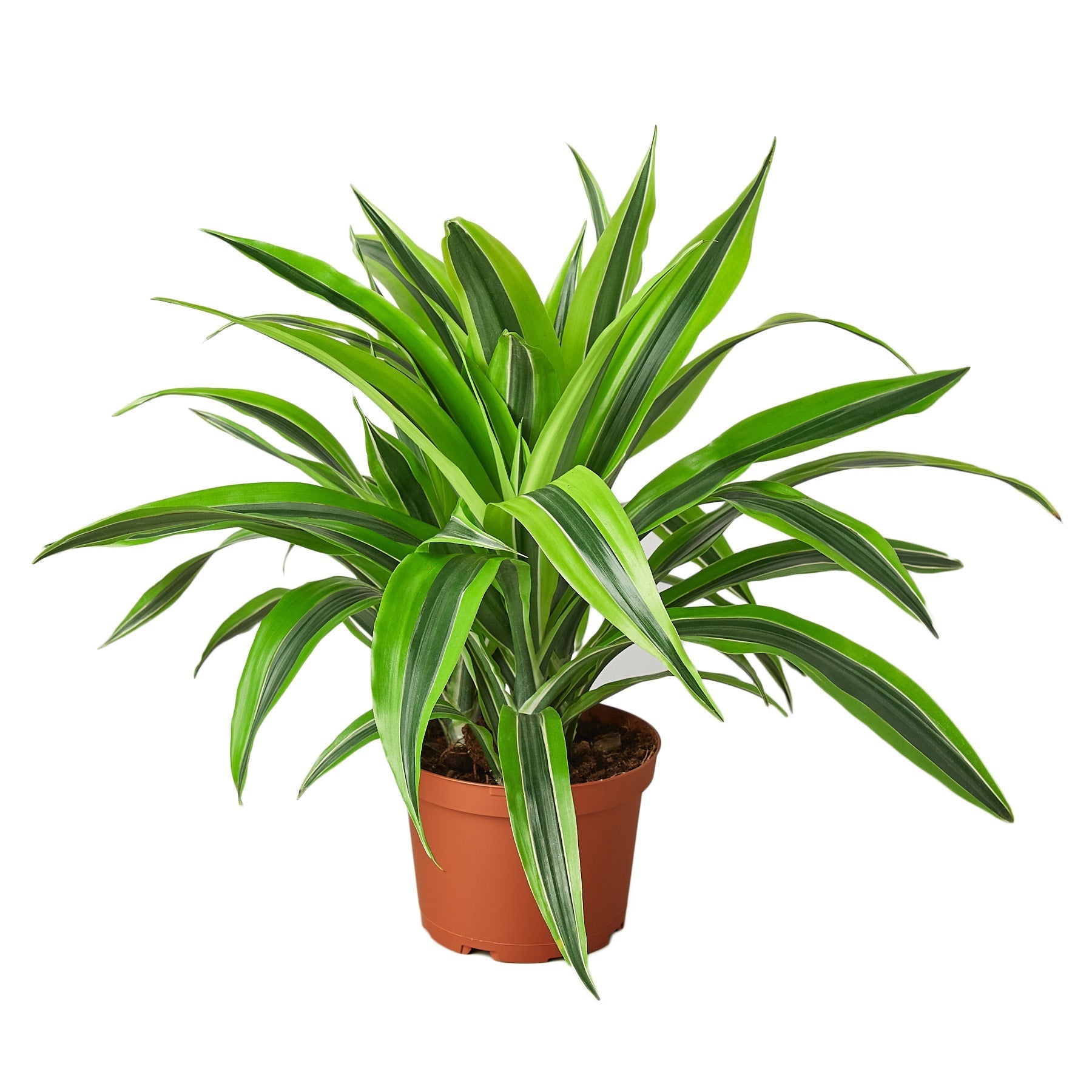 A green plant in a pot on a white background from a top garden center near me.