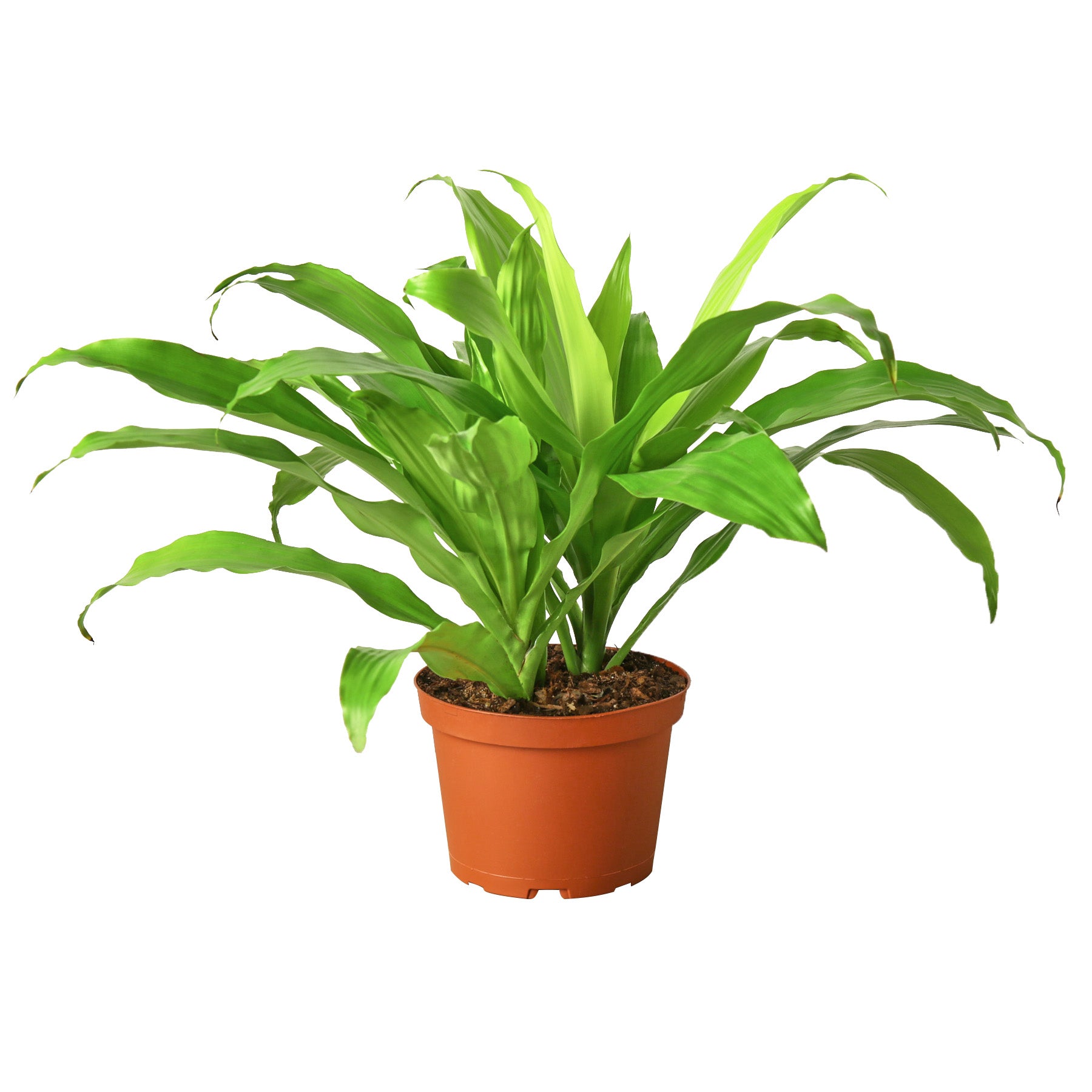 A beautiful plant in a pot displayed against a clean white background for a stunning aesthetic.