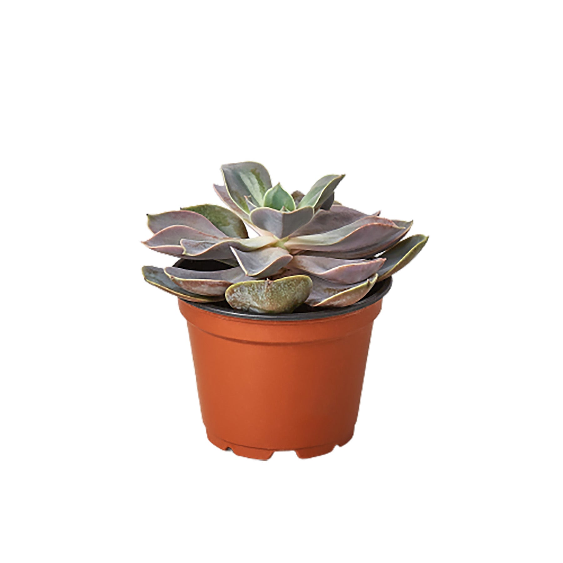A succulent plant in a pot on a white background, obtained from the best plant nursery near me.