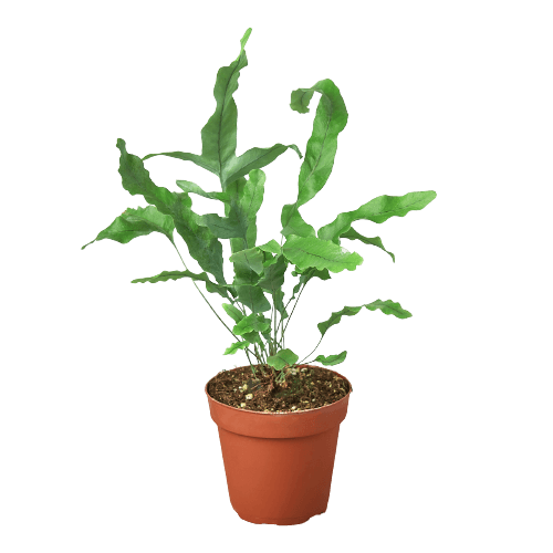 A plant in a pot on a black background at a garden center near me.