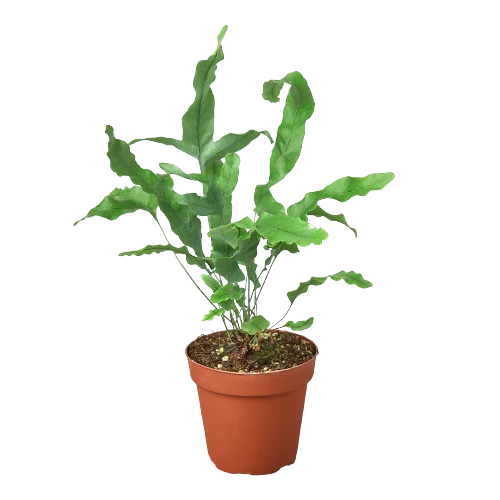 A plant in a pot at a nearby garden center.