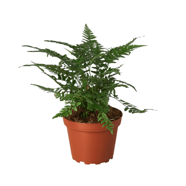 A fern plant in a pot at a garden center.