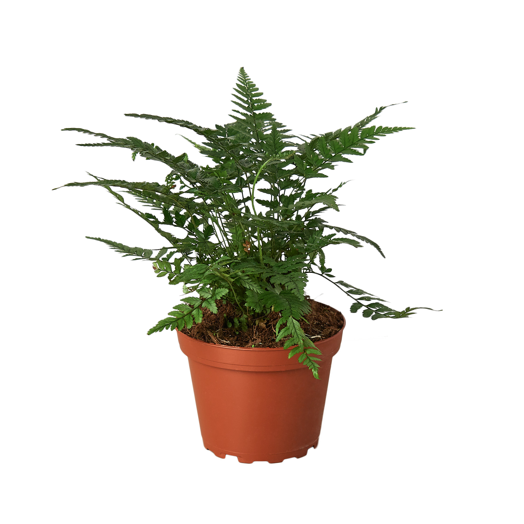 A fern plant in a pot at a garden center.