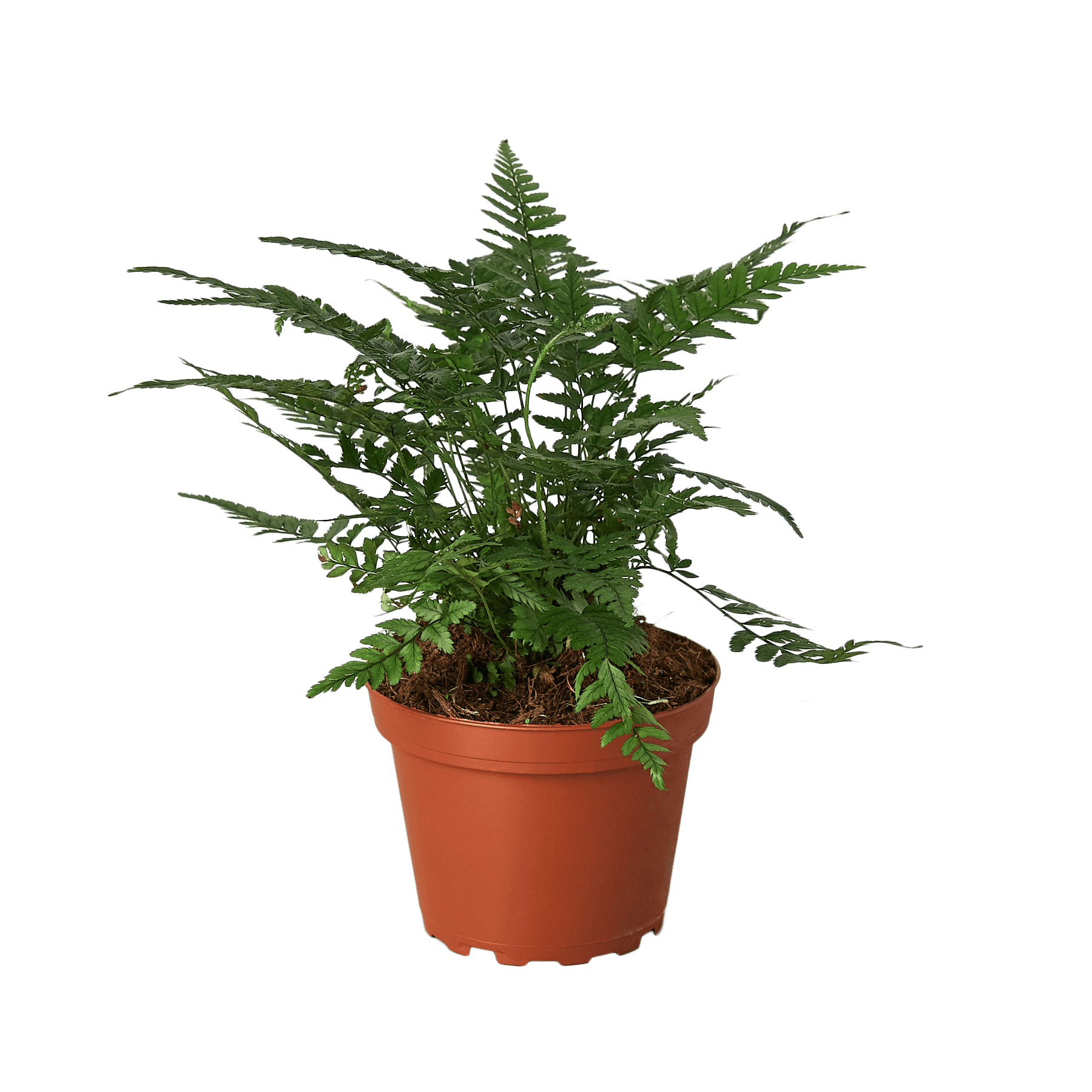 A fern plant in a pot at a garden center.