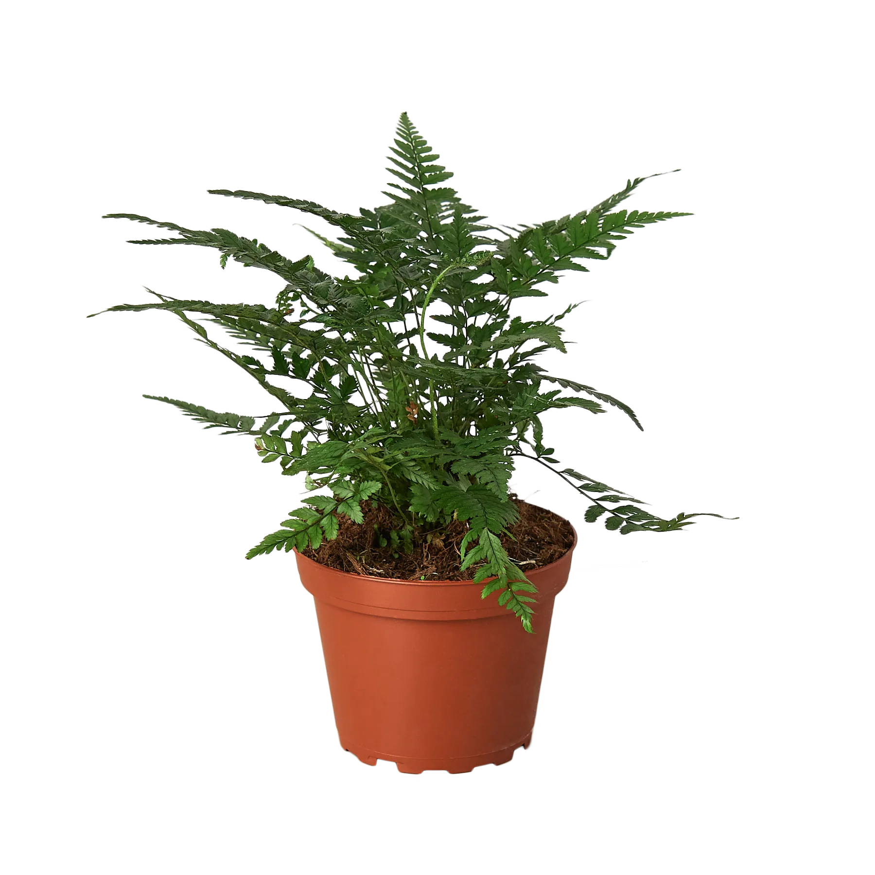A fern plant in a pot at a garden center.